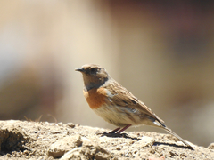 Prunella rubeculoides