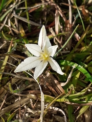 Ipheion sessile