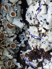 Parmelina carporrhizans