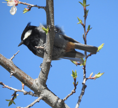 Periparus rufonuchalis