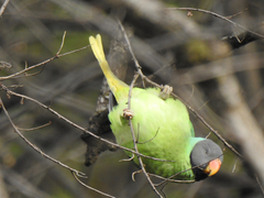 Psittacula himalayana