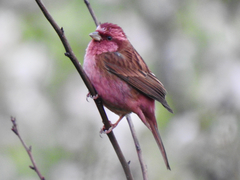 Carpodacus rodochroa