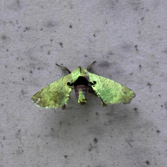 Apatelodidae