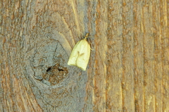 Sparganothis xanthoides