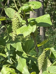 Matelea hirtelliflora