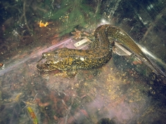 Desmognathus amphileucus