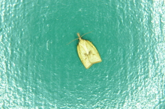 Sparganothis xanthoides