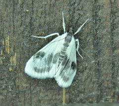 Cliniodes ostreonalis