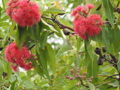 Corymbia ptychocarpa