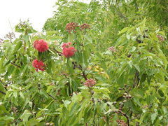 Corymbia ptychocarpa