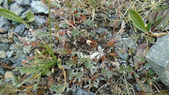 Farinopsis salesoviana