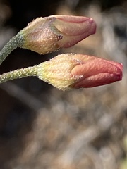 Hermannia pulverata