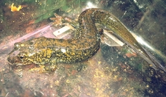 Desmognathus amphileucus