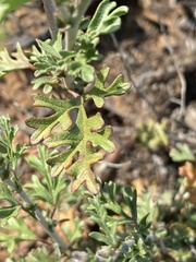 Hermannia pulverata