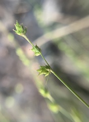 Carex brunnescens sphaerostachya