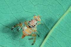 Ceratitis cosyra