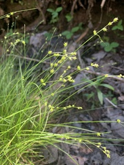 Carex brunnescens sphaerostachya