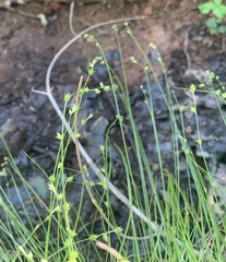 Carex brunnescens sphaerostachya
