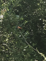 Libellula croceipennis