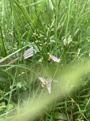 Ophrys apifera