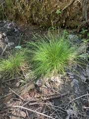 Carex brunnescens sphaerostachya