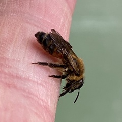 Andrena florea