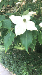 Cornus kousa