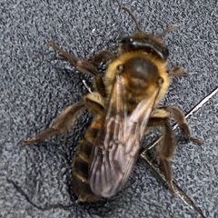 Andrena florea