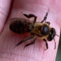Andrena florea