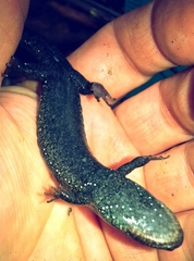 Desmognathus amphileucus