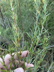 Cliffortia strobilifera