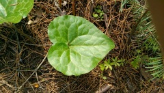 Asarum hartwegii