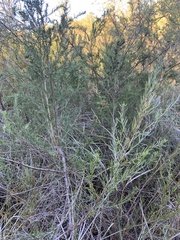 Cliffortia strobilifera