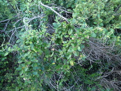 Cynanchum natalitium