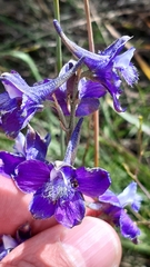 Delphinium pentagynum