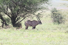 Oryx beisa callotis