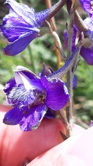 Delphinium pentagynum