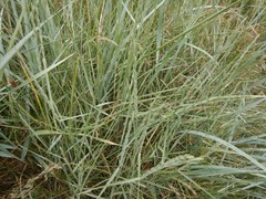 Elymus farctus