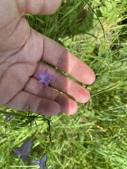 Campanula rapunculus