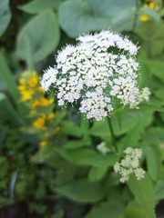 Aegopodium podagraria