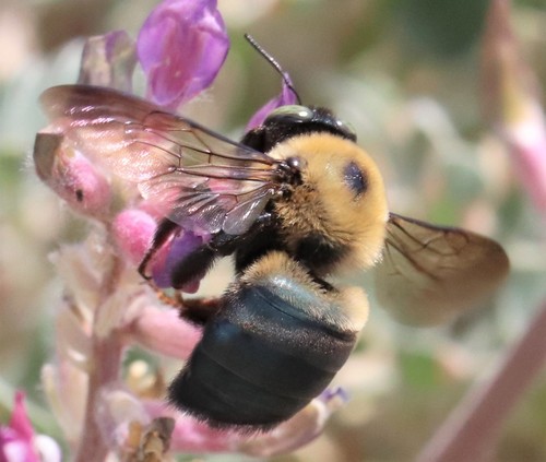 Texas Carpenter Bee