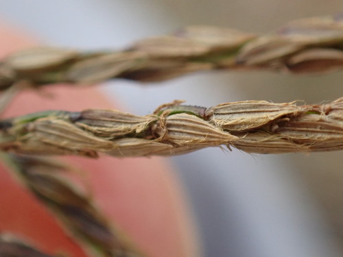 Digitaria eriantha