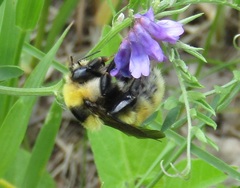 Bombus distinguendus