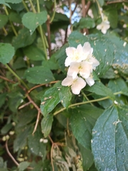 Philadelphus coronarius