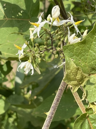 Solanum torvum image