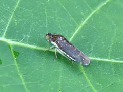 Paraulacizes thunbergi