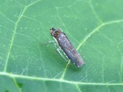 Paraulacizes thunbergi