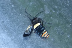 Autochloris jansonis