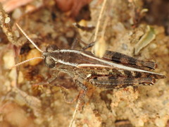 Calliptamus barbarus