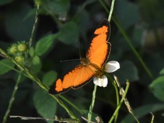 Tegosa anieta